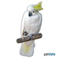 Yellow-crested Cockatoo (Cacatua sulphurea)