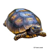 Yellow-footed Tortoise (Chelonoidis denticulatus)