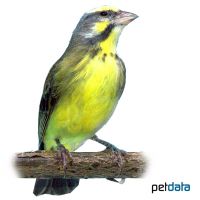 Yellow-fronted Canary (Crithagra mozambica)