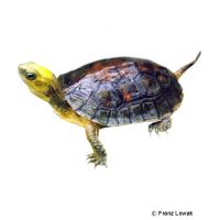 Yellow-headed Box Turtle (Cuora aurocapitata)