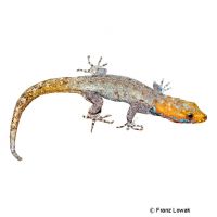 Yellow-headed Gecko (Gonatodes albogularis fuscus)