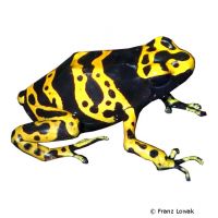 Yellow-headed Poison Frog (Dendrobates leucomelas)