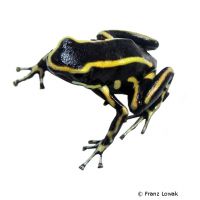 Yellow-striped Poison Frog (Dendrobates truncatus)