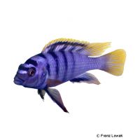 Yellow-top Mbamba (Labidochromis sp. 'Mbamba')