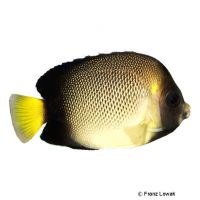 Yellowear Angelfish (Apolemichthys xanthotis)