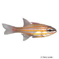 Yellowstriped Cardinalfish (Ostorhinchus cyanosoma)