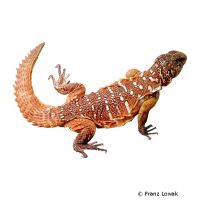 Yemeni Spiny-tailed Lizard (Uromastyx benti)