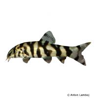 Yo-Yo Loach (Botia almorhae)