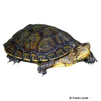 Yunnan Box Turtle (Cuora yunnanensis)