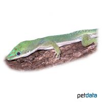 Zanzibar Day Gecko (Phelsuma dubia)