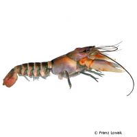 Zebra Crayfish (Cherax papuanus)