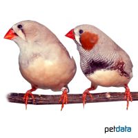 Zebra Finch-Brown (Taeniopygia guttata)