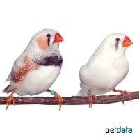 Zebra Finch-Light Back (Taeniopygia guttata)