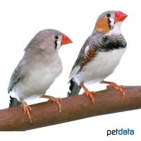 Zebra Finch (Taeniopygia guttata)