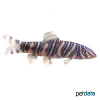 Zebra Loach (Botia striata)