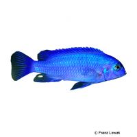 Zebra Mbuna Cobalt Blue (Metriaclima zebra 'Cobalt Blue')