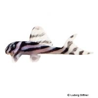 Zebra Pleco (Hypancistrus zebra)