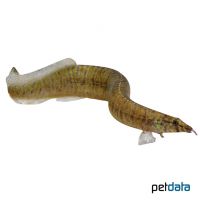 Zebra Spiny Eel (Macrognathus zebrinus)