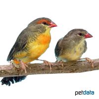 Zebra Waxbill (Amandava subflava)