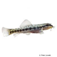 Zipper Loach (Acanthocobitis botia)